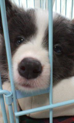 ボーダーコリー子犬