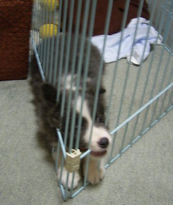ボーダーコリー子犬の要求