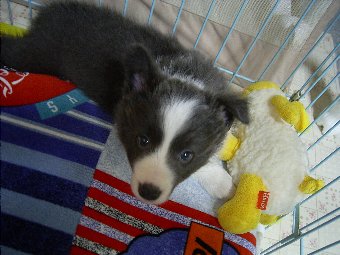 ボーダーコリー子犬