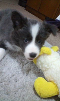 おもちゃで遊ぶ子犬