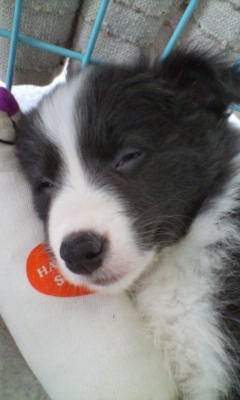 眠っている子犬