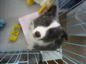 ボーダーコリー子犬