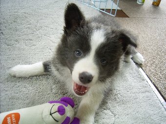 ボーダーコリー子犬