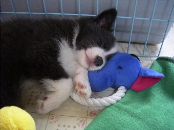 ボーダーコリー子犬画像