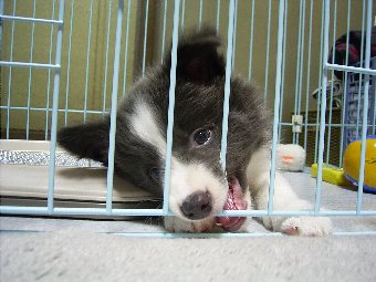 サークルにいる子犬