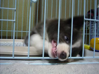 サークルにいるボーダーコリー子犬