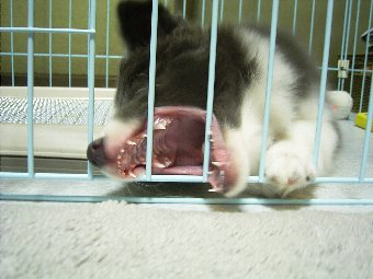 ボーダーコリー子犬の大口画像