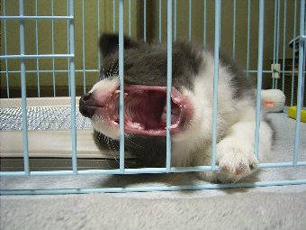 ボーダーコリー子犬大口を開ける画像