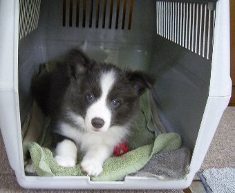 クレートに入る子犬
