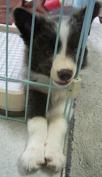 サークル内の子犬