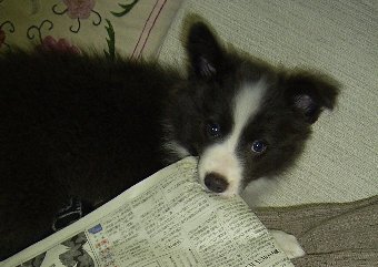 ボーダーコリーの子犬