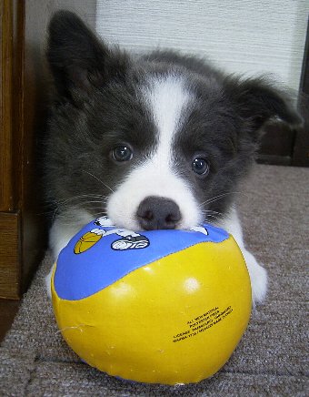 ボーダーコリーの子犬とボール