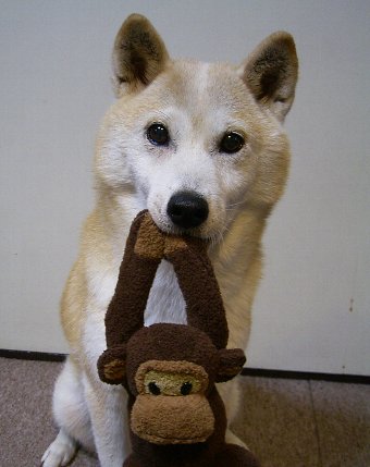 柴犬