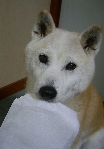 柴犬シニア