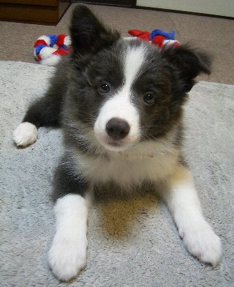 ボーダーコリー子犬