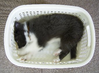 洗濯かごに入る子犬