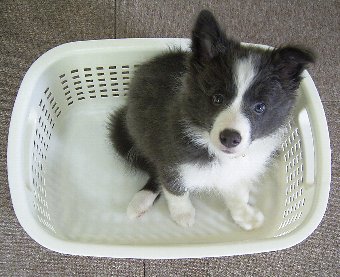 洗濯かごに入るボーダーコリー