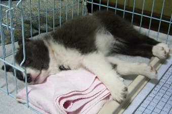 サークルで寝るボーダーコリー