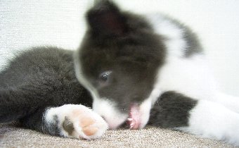 ボーダーコリー2ヶ月半の子犬