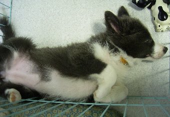 ボーダーコリー子犬のお腹