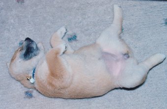 柴犬の子犬の寝姿