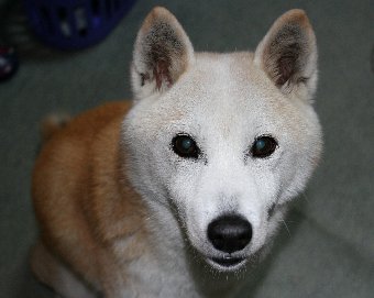 シニアの柴犬