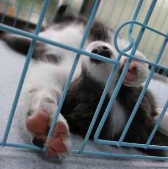 仰向けで寝る子犬