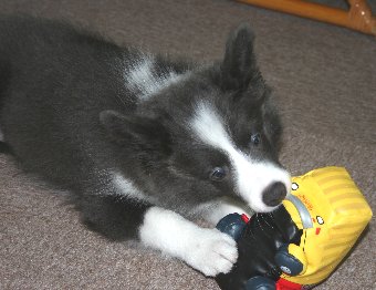 オモチャであそぶ子犬