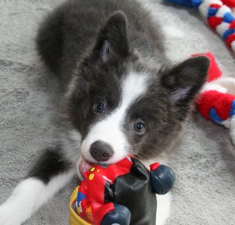 ボーダーコリー子犬
