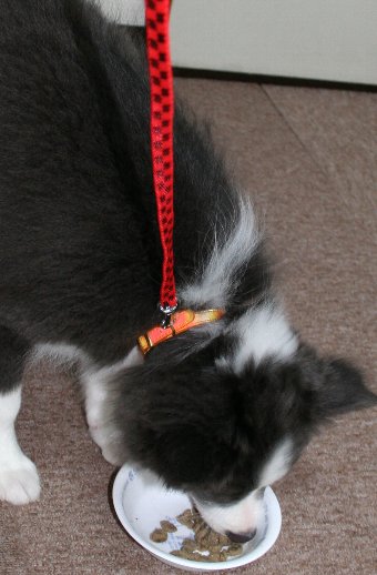 リードをつける練習をする子犬