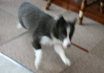 勝手に走る回る子犬