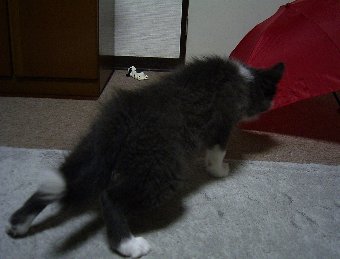 初めての傘にへっぴり腰な子犬