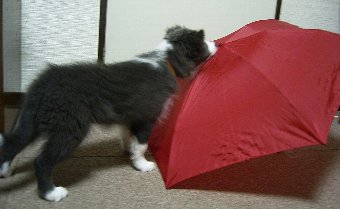 傘への社会化中の子犬