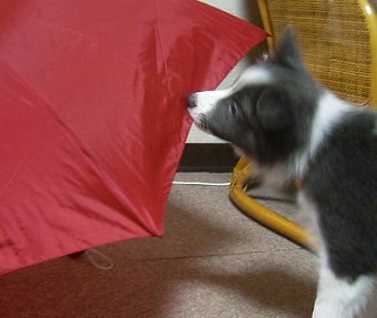 傘と子犬