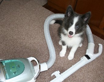 子犬と掃除機