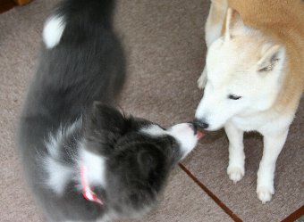 ボーダーコリーと柴犬