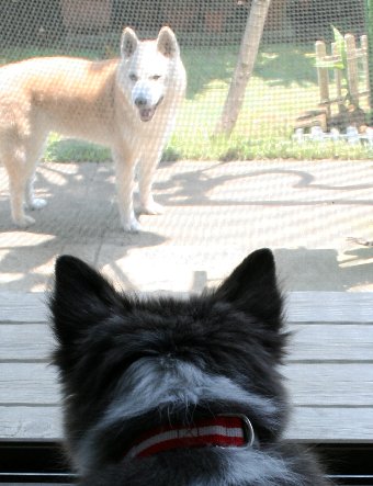 シニア犬と子犬