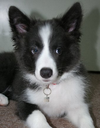 迷子札をつけた子犬