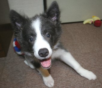 ボーダーコリー子犬