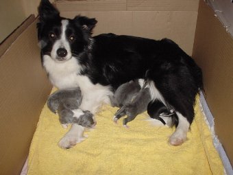 ボーダーコリー兄弟犬