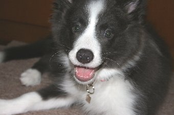ボーダーコリー子犬