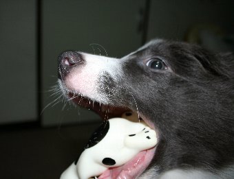 おもちゃを咥える子犬