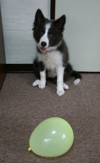 子犬と風船