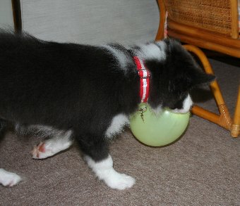 風船をくわえる犬