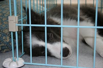 シャンプー後爆睡する子犬