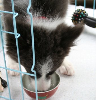 水を飲む子犬