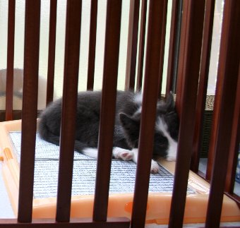 トイレの上で寝る子犬