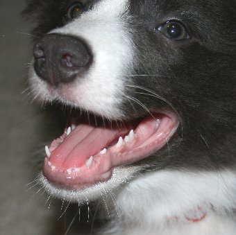 乳歯が抜けた子犬