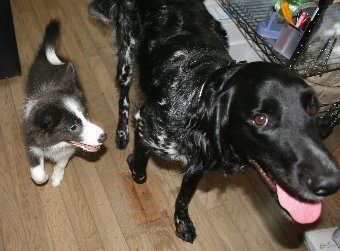 大型犬に遊んでもらう子犬