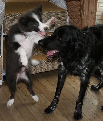 遊んでもらう子犬